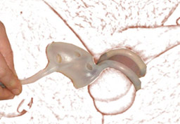 Passer les testicules dans l'anneau de la ceinture de chastet�